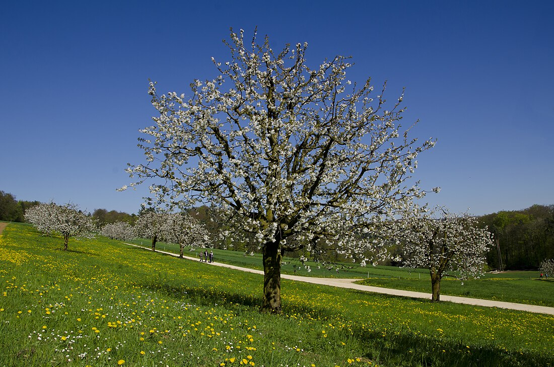 Kersen (Prunus)