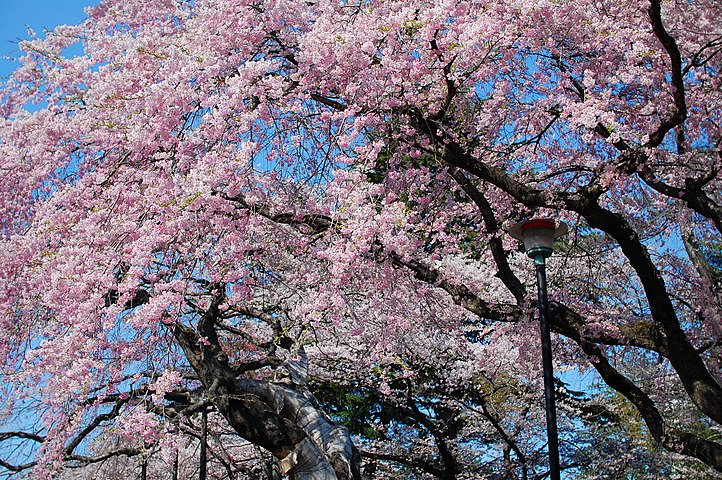 Сакура цветет дней. Сендай Сакура. Праздник цветения вишни Сакуры. Pink черри блоссом дерево деревья парк. Цветение персиковых деревьев в Японии -фото.