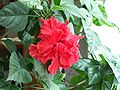 Chinese rose hibiscus.jpg