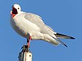 Mouette rieuse à Vannes