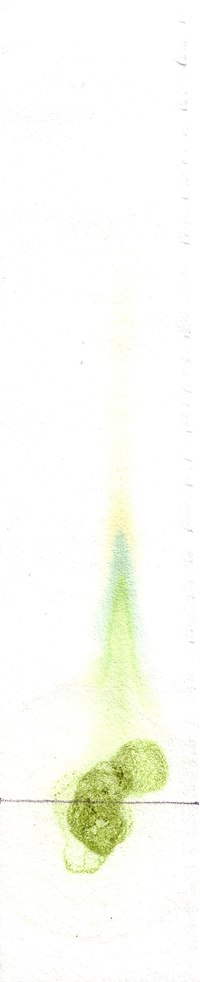 Paper chromatography of some spinach leaf extract shows the various pigments present in their chloroplasts.