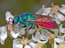 Chrysididae - Chrysura simplex ampliata-002.JPG