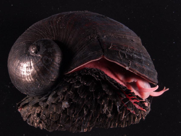 Right side view of a dark snail, dark scales on its foot and a red body.