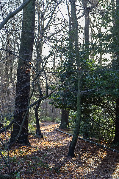 File:Church Wood, Trent Park, Cockfosters, Hertfordshire - geograph.org.uk - 3789123.jpg