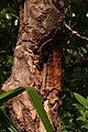 Borke des Zimtbaums (Cinnamomum verum)