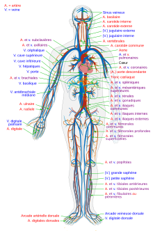 Circulatory System fr.svg