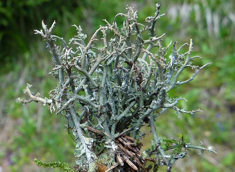 File:Cladonia furcata T83.JPG