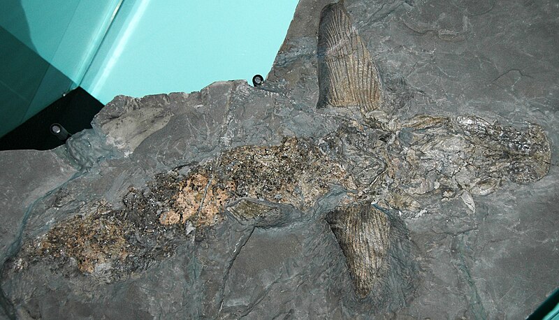 File:Cladoselache fyleri fossil.jpg