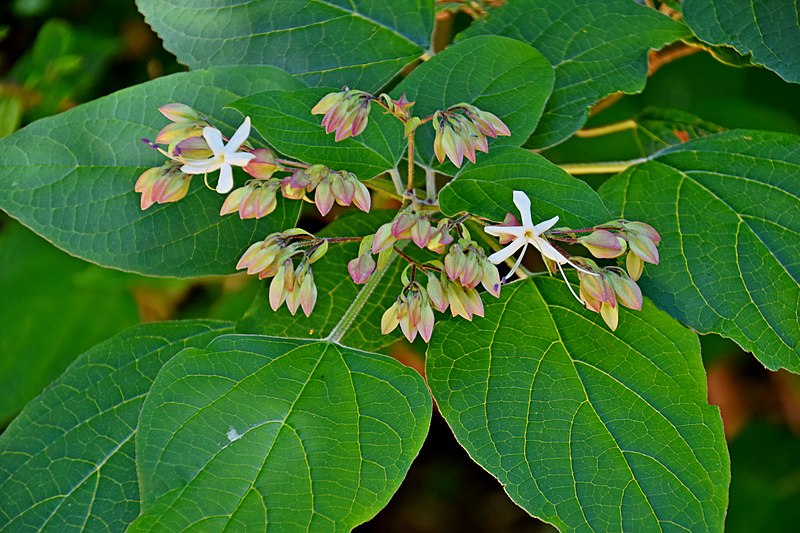 File:Clerodendrum trichotomum var. fargesii in Jardin botanique de la Charme 04.jpg