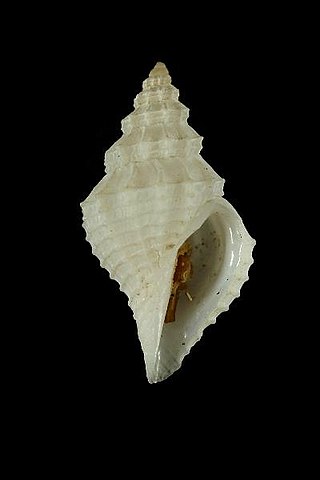 <i>Clinura</i> Genus of gastropods