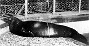 Caribbean monk seal Cms-newyorkzoologicalsociety1910.jpg