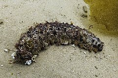 File:Cohombro de mar pardo (Holothuria arguinensis), Parque natural de la Arrábida, Portugal, 2020-07-23, DD 08.jpg (Category:Holothuria arguinensis)