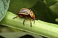 Chrysomelinae: gândacul de Colorado, Leptinotarsa decemlineata