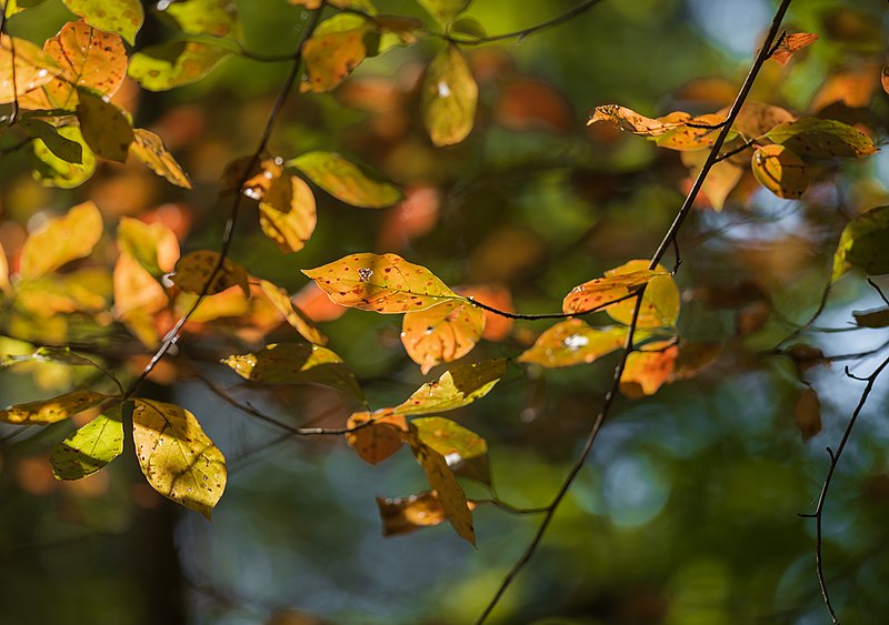 File:Colorful Leaves (51537744270).jpg