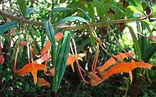 Columnea rubricaulis (18362508866) .jpg