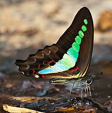 Common Blue bottle-Aralam.jpg