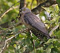 Common Hawk Cuckoo (Hierococcyx varius) on ground at Narendrapur W IMG 4098.jpg