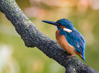 Common kingfisher, Tennōji Park, Osaka.