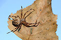 * Nomination Araneus diadematus on a leaf --ComputerHotline 06:56, 1 September 2009 (UTC) * Promotion Bit low DOF, but ok. --kallerna 19:39, 1 September 2009 (UTC)