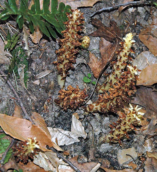 File:Conopholis americana (squaw root) (Hocking Hills, Ohio, USA) 7 (38676016684).jpg