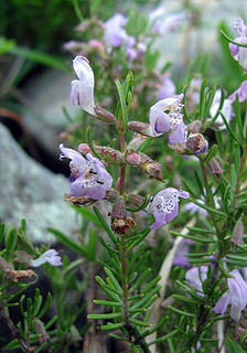 <i>Conradina verticillata</i> species of plant