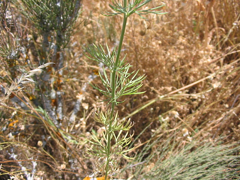 File:Consolida pubescens hojas.jpg