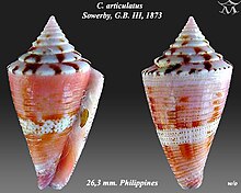 Conus articulatus 1.jpg