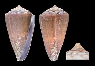 <i>Conus conco</i> Species of sea snail