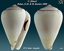 Conus filmeri 2.jpg