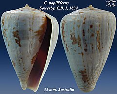 Description de l'image Conus papilliferus 1.jpg.