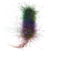 3D render of a cortical minicolumn in the mouse visual cortex Cortical Minicolumn.png