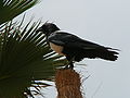 Schildrabe Pied Crow