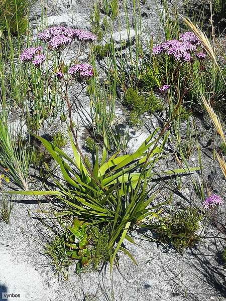 File:Corymbium glabrum Vynbos 1.jpg