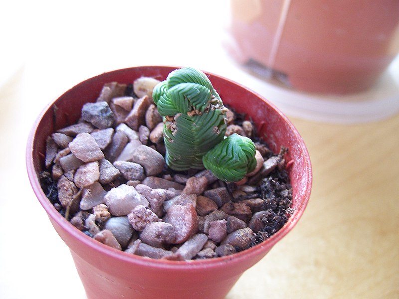 File:Crassula Quadrangularis - Slow and steady improvement (5797225804).jpg