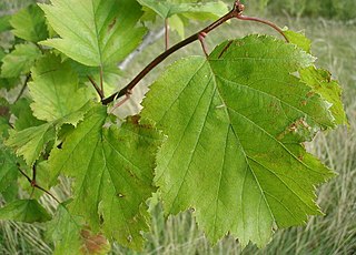 <i>Crataegus intricata</i> Species of hawthorn