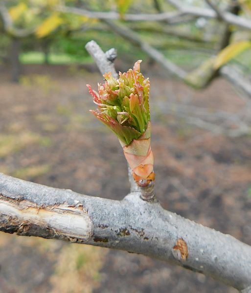 File:Crataegus viridis winter king leafing.jpg