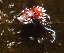 Cratena capensis.