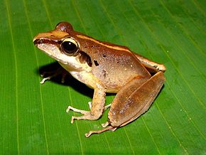 Beschrijving van de afbeelding Craugastor longirostris.jpg.