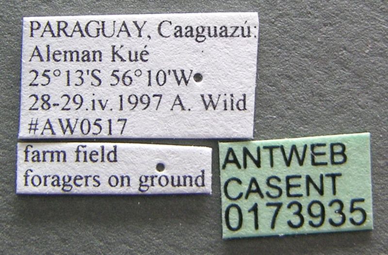 File:Crematogaster crinosa casent0173935 label 1.jpg