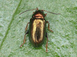 <i>Crepidodera pluta</i> Species of beetle