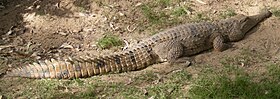 Crocodylus johnstoni.jpg