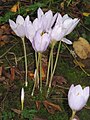 Crocus kotschyanus