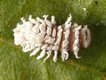 Larva of Cryptolaemus montrouzieri with wax secretions Cryptolaemus montrouzieri larva InsectImages 5195077 cropped.jpg