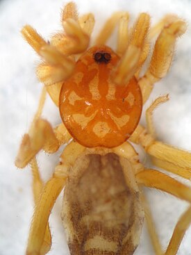 Самка паука Cubanops ludovicorum