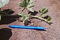 Cucurbita moschata - shoot growing appressed against the ground (not decumbent).jpg