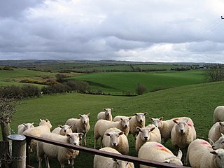 <span class="mw-page-title-main">Sheep farming in Wales</span> Farming in Wales