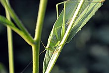 Datoteka: Bush Katydid sa zakrivljenim repom (Scudderia curvicauda) (14690463587) .jpg