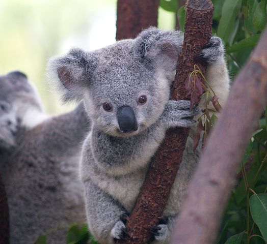 524px-Cutest_Koala.jpg (524×480)