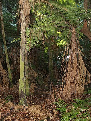 <i>Alsophila leichhardtiana</i> Species of fern