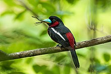 A black-and-red broadbill carrying a twig as nesting material in its beak